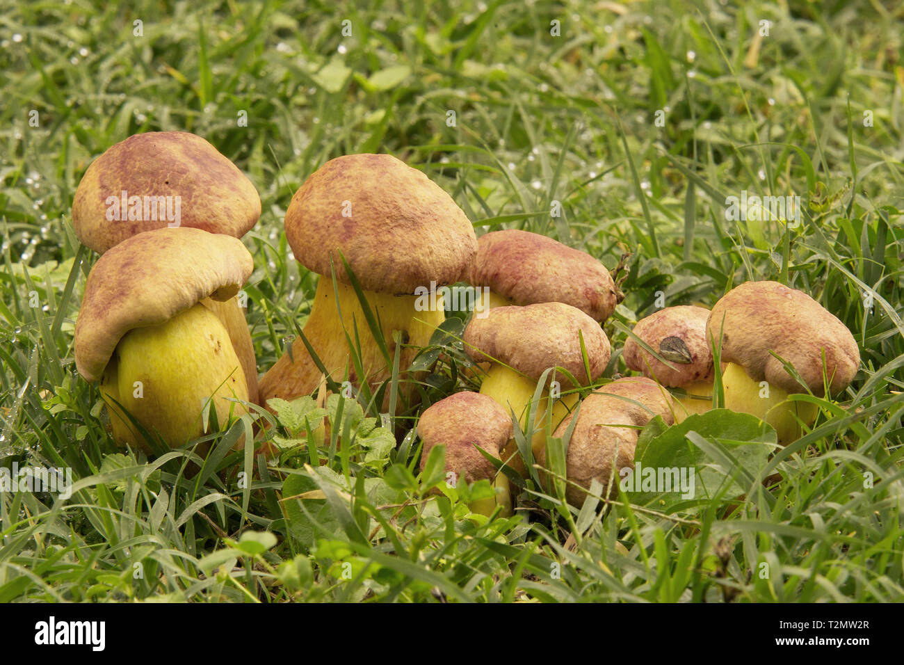 Un gruppo di giovani di funghi porcini, speciosus basidiomiceti Foto Stock