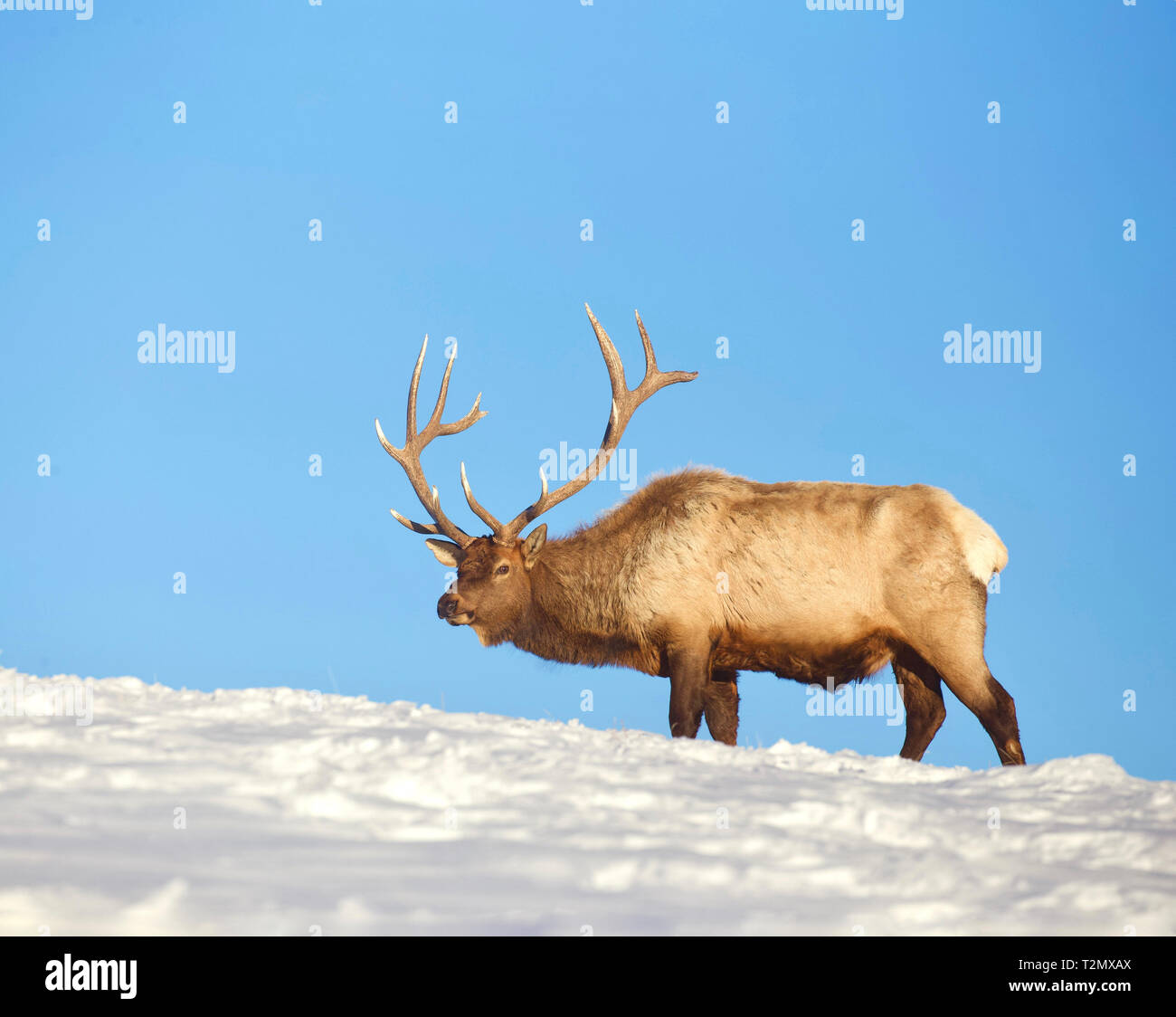 Elk nel Parco Nazionale di Yellowstone nel tardo inverno / primavera, quando non vi è ancora la neve sul terreno e prima della Elk getta la sua palchi Foto Stock