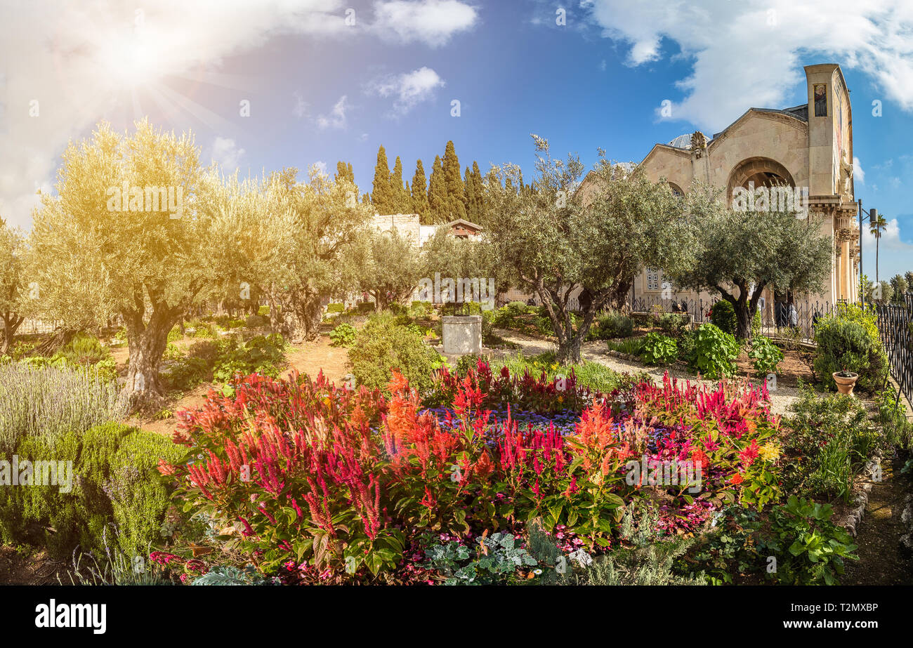 Il giardino del Getsemani, Mount of Olives, Gerusalemme, Israele Foto Stock