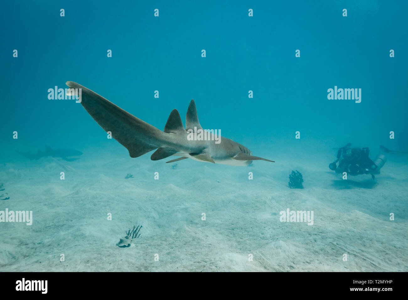 Marrone squalo nutrice nuota verso fotografo subacqueo. L'infermiera shark Ginglymostoma cirratum è un pesce elasmobranch entro la famiglia Ginglymostoma Foto Stock