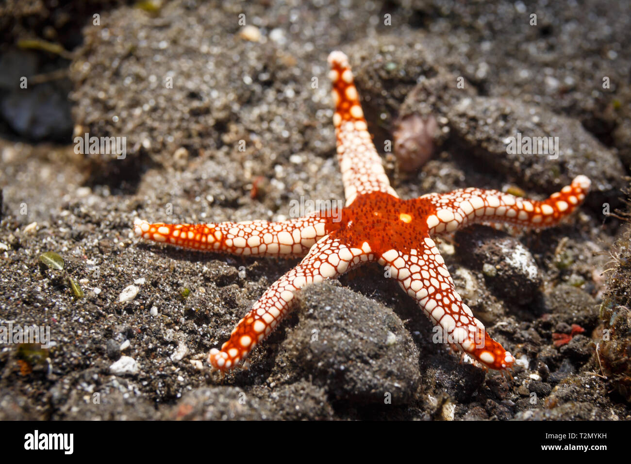 Primo piano di una di colore rosso e bianco menta piperita stella di mare, Fromia monilis, braccia tese a display pattern Foto Stock