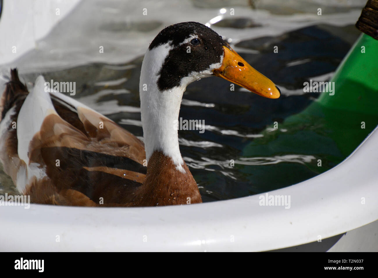 Indian runner duck in bagno a i Bucks Centro di capra, Stoke Mandeville, Aylesbury, Buckinghamshire, UK Foto Stock