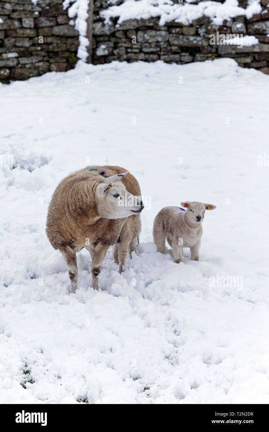 Teesdale superiore, County Durham Regno Unito. Mercoledì 3 aprile. Regno Unito Meteo. Neve pesante è che interessano alcune parti della Contea di Durham. Questi tarda primavera nevicate sono spesso indicati dagli agricoltori come "Figliando tempeste" come questi short sharp nevicate si verificano spesso durante il tempo di figliatura. In genere questi incantesimi di brutto tempo non influenzano gli agnelli o le loro madri, ma se essi durano per più di pochi giorni possono causare problemi se gli agnelli o pecore sono sepolti. Credito: David Forster/Alamy Live News Foto Stock