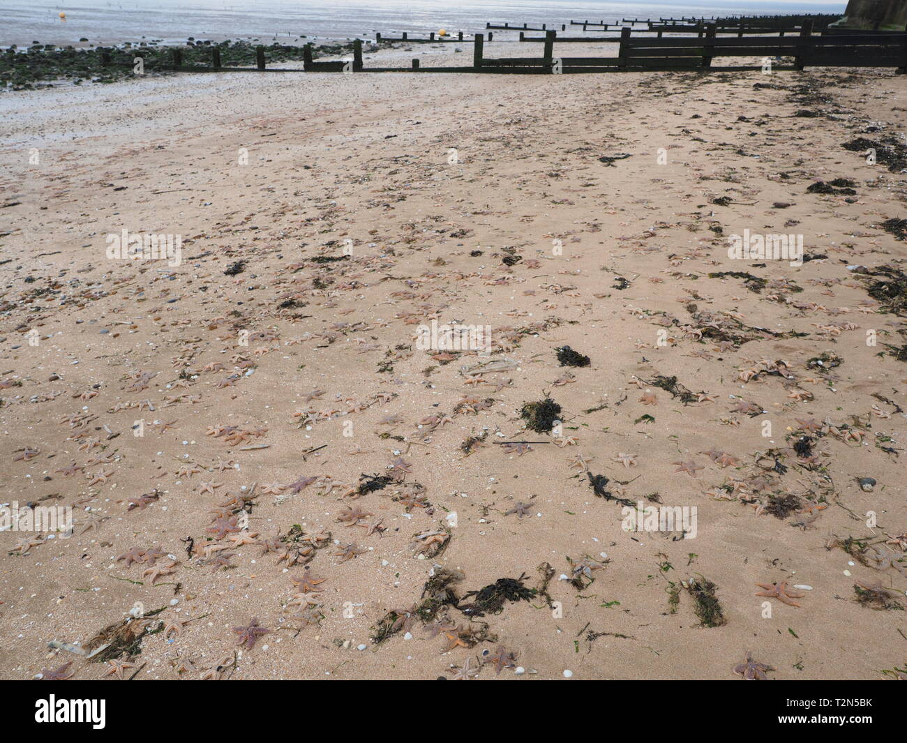 Leysdown, Kent, Regno Unito. 3 Aprile, 2019. Centinaia di morti starfish hanno lavato fino sulla spiaggia Leysdown nel Kent negli ultimi giorni. Si pensa che essi sono stati soffiati da terra da il weekend di venti forti e alte maree. Credito: James Bell/Alamy Live News Foto Stock