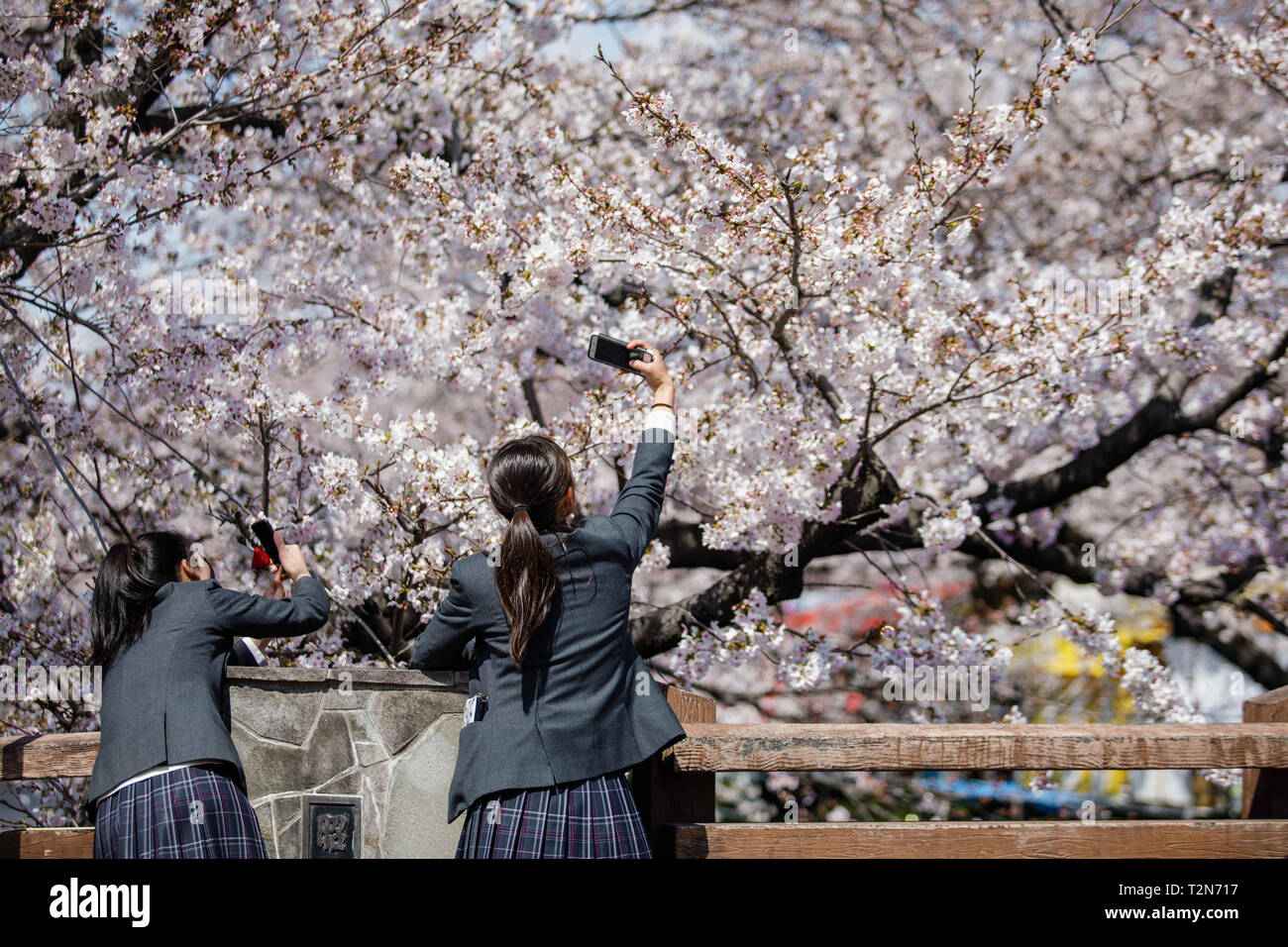 Iwakura, Aichi, Giappone. 3 apr, 2019. Gli studenti si vede prendendo foto di fiori di ciliegio durante il Iwakura Cherry Blossom Festival a evidenziare di arco creato da circa 1.400 Cherry Blossom di alberi che sono stati piantati lungo entrambe le rive del fiume Gojo dove fluisce attraverso Iwakura città. Credito: Takahiro Yoshida SOPA/images/ZUMA filo/Alamy Live News Foto Stock