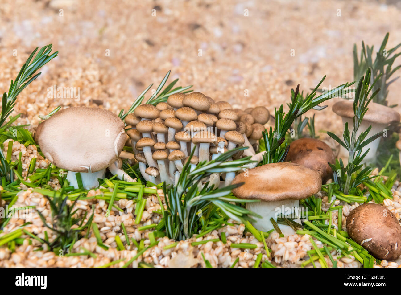 London, Regno Unito - 03 Aprile 2019: Aceto cantiere, un quartiere alla moda di New London street food e vintage mercato vicino alla stazione London Bridge e Shard. Navoni stallo con wild risotto ai funghi. Credito: Elena Chaykina/Alamy Live News Foto Stock