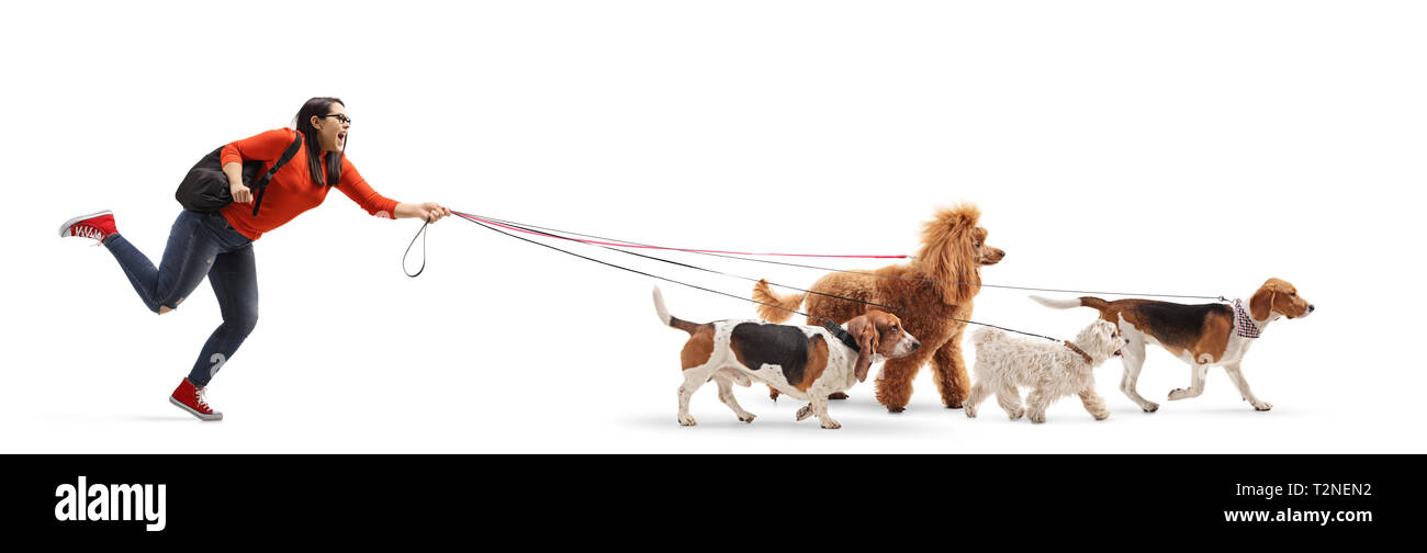 A piena lunghezza shot di una studentessa dog walker con un barboncino maltese, rosso poodle beagle e basset hound dog isolati su sfondo bianco Foto Stock