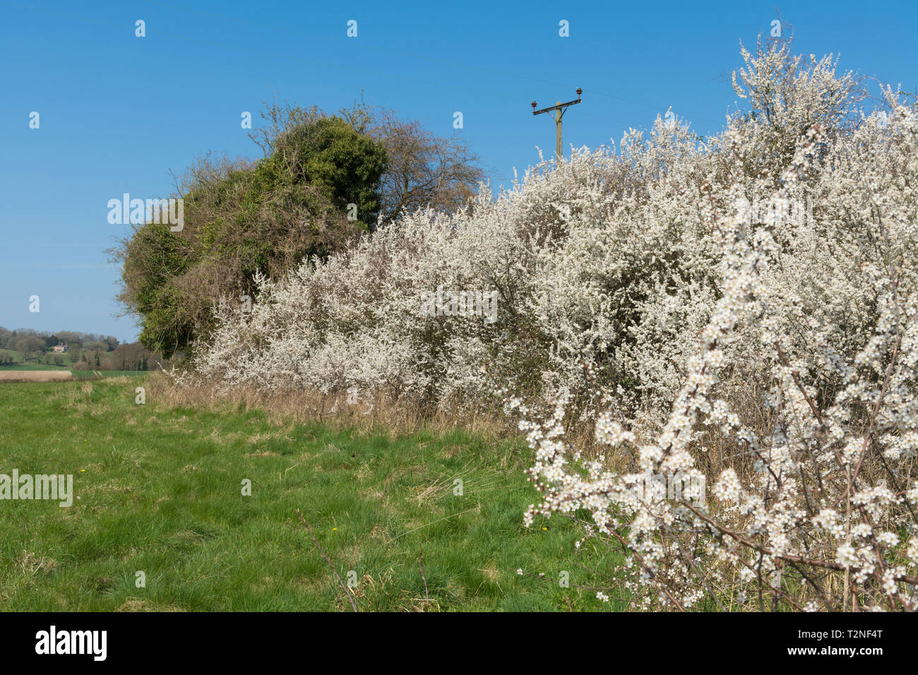 Prugnolo (Prunus spinosa in fiore durante la primavera. Campagna dell'Hampshire siepe, REGNO UNITO Foto Stock