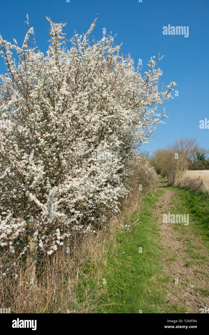 Prugnolo (Prunus spinosa in fiore durante la primavera. Campagna dell'Hampshire siepe, REGNO UNITO Foto Stock