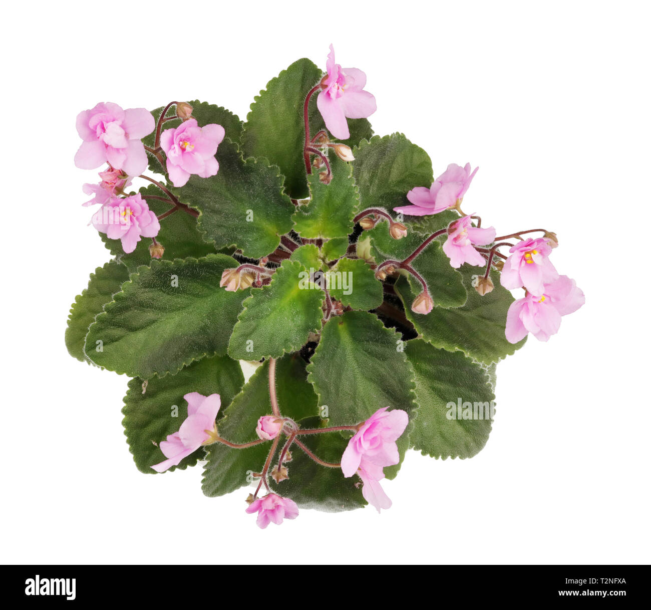 Molla interna di rosa fiori di viole bush macro isolato Foto Stock