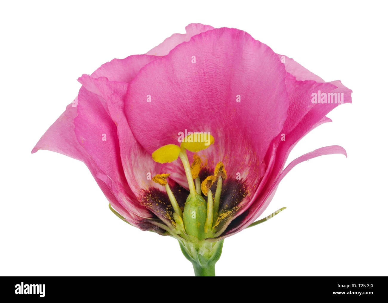 Taglio interno sezione trasversale della molla Pasqua bocciolo di un fiore rosa. All'interno della pianta reale concetto. Isolato su bianco studio macro Foto Stock