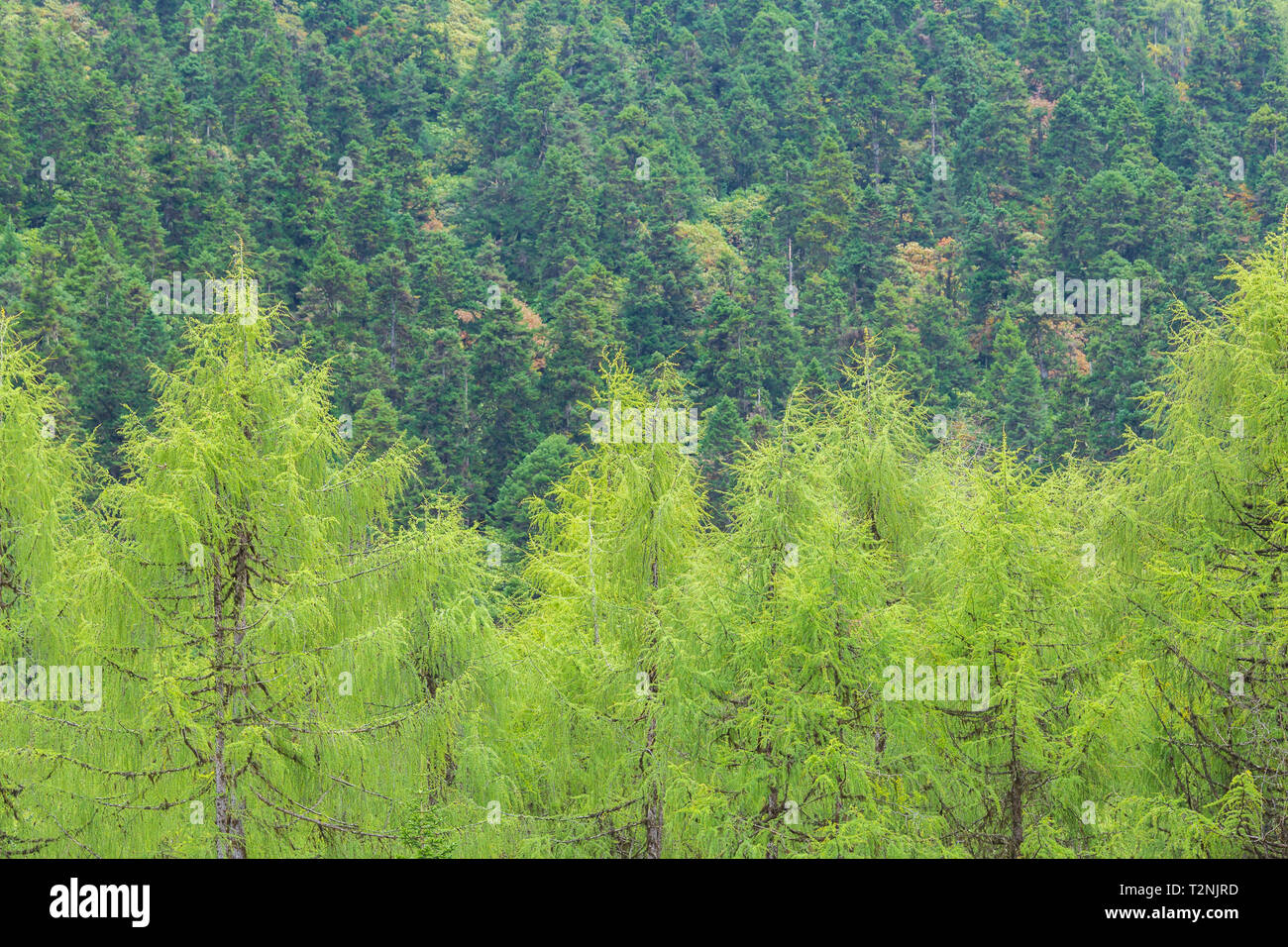 Sullo sfondo della natura della foresta di pini durante la stagione estiva . Foto Stock