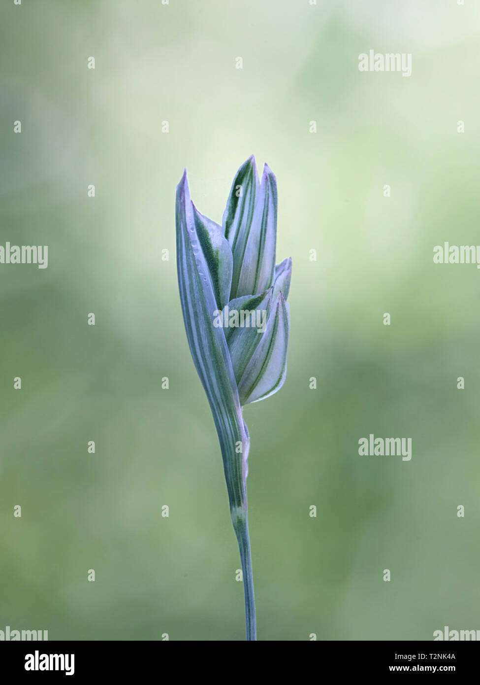 Scagliola, Phalaris canariensis, cresciuta commercialmente in diverse parti del mondo per birdseed Foto Stock