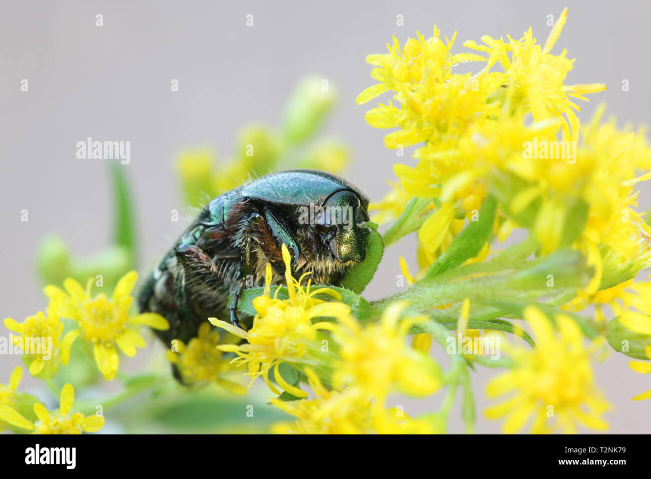 Rose chafer o il verde rose chafer, Cetonia aurata, alimentando in oro, Solidago canadensis Foto Stock