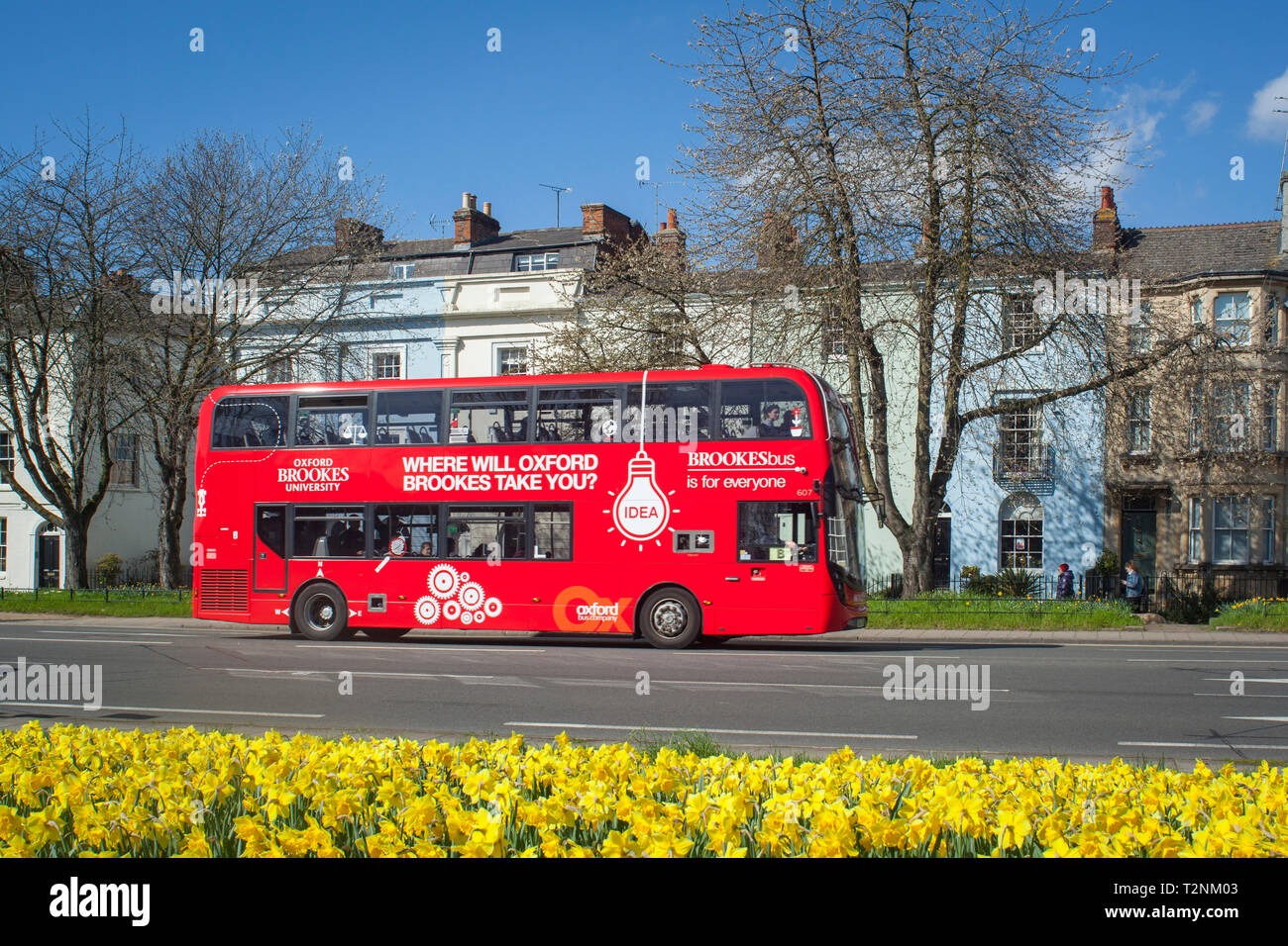 Autobus rosso a due piani pubblicità Oxford Brookes University passa case color pastello a Oxford con naffodils giallo chiaro in primo piano Foto Stock
