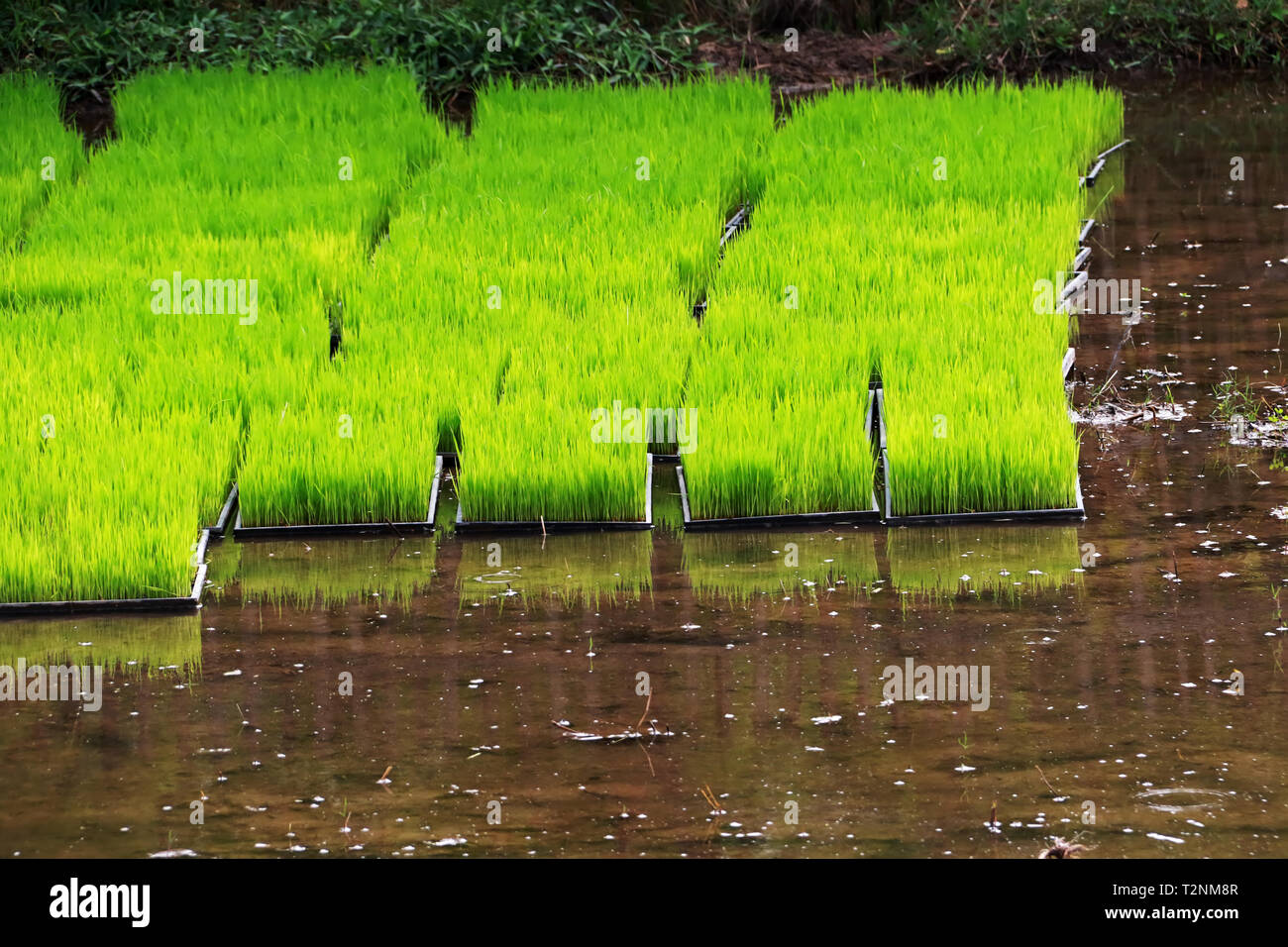 Riso alberello, pianta di riso presso il campo di risone, riso flottante farm in ambito rurale in Thailandia Foto Stock