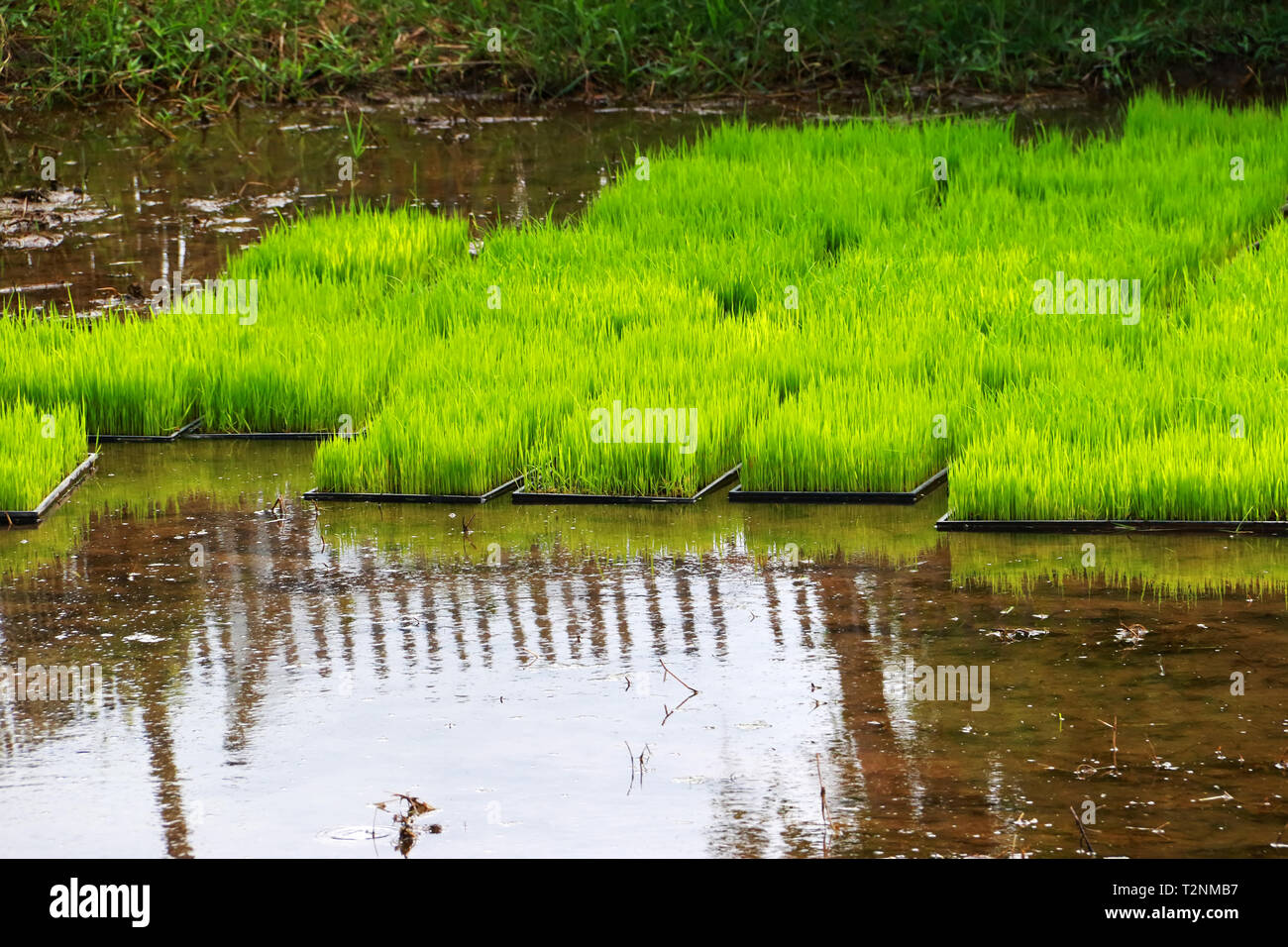 Riso alberello, pianta di riso presso il campo di risone, riso flottante farm in ambito rurale in Thailandia Foto Stock
