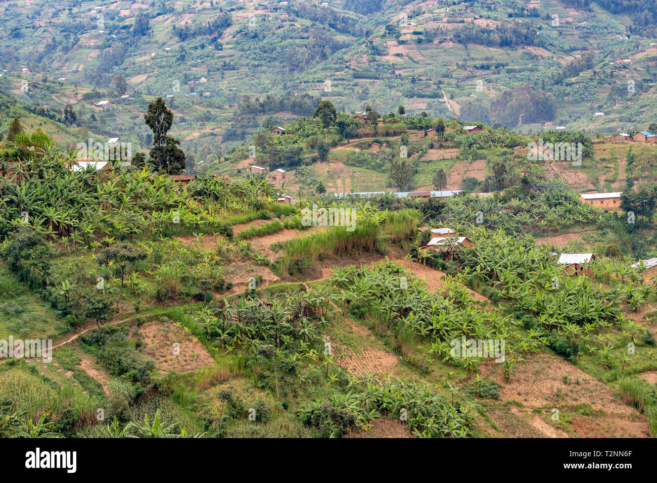 Campagna collinare costellato di appezzamenti di terreno coltivabile, Ruanda Foto Stock