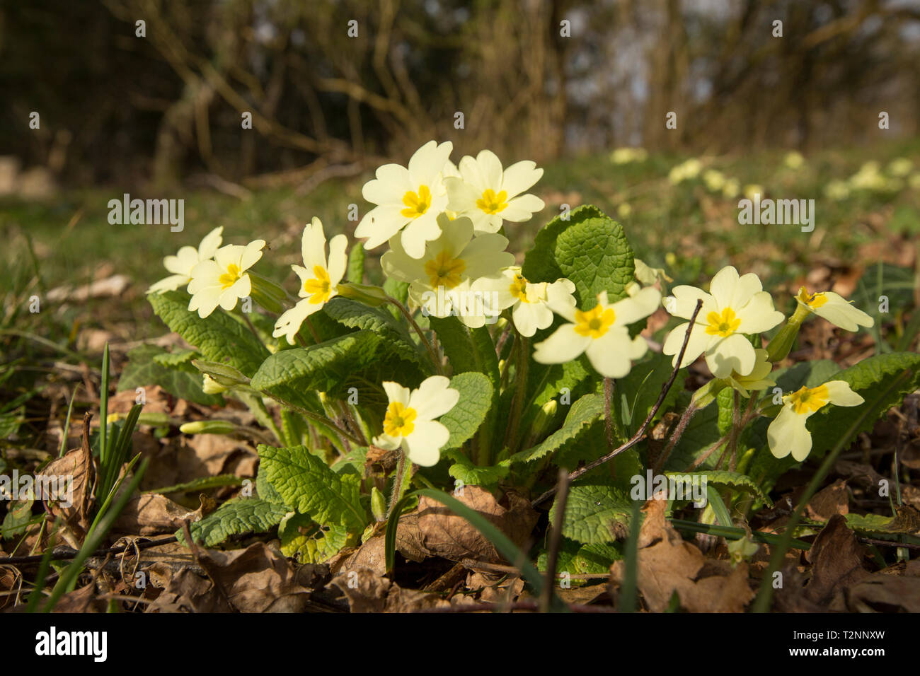 Fioritura di primule , Primula vulgaris, crescendo in un giardino sul retro ai primi di aprile. Lancashire England Regno Unito GB Foto Stock