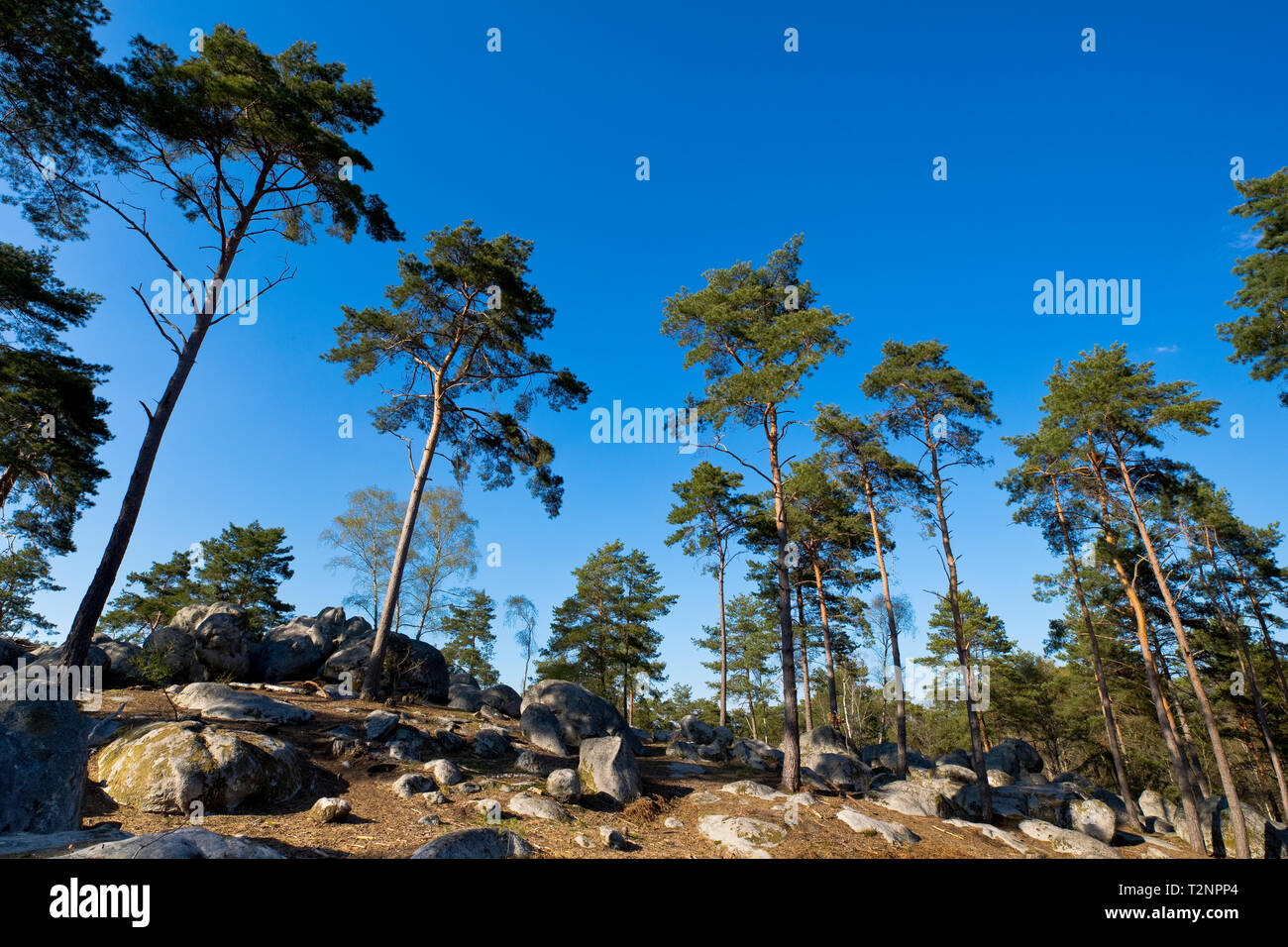 Foresta di Fontainebleau, a sud-est di Parigi, Francia in primavera Foto Stock