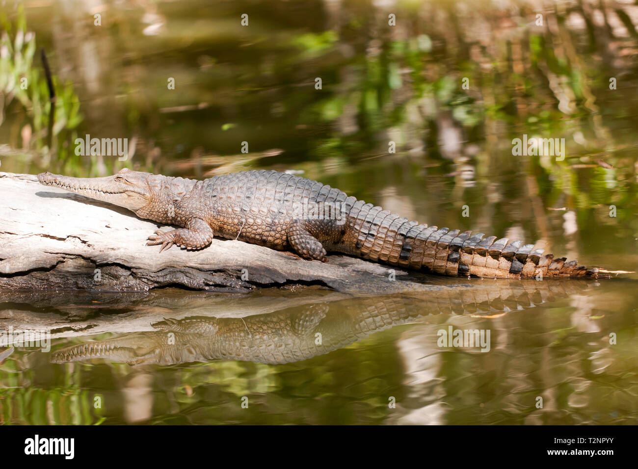 Close-up del coccodrillo di acqua dolce all'Hartley's Crocodile Adventures, Captain Cook Highway, Wangetti, Queensland, Australia. Foto Stock