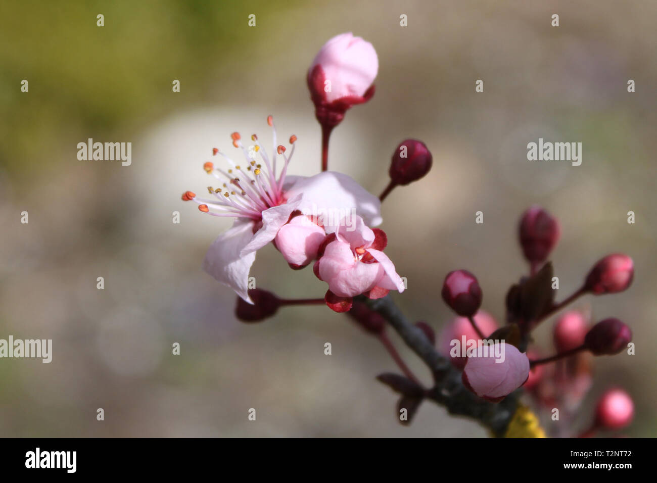 Close-up di concentrarsi su Prunus Cerasifera Nigra su sfondo bokeh di fondo Foto Stock
