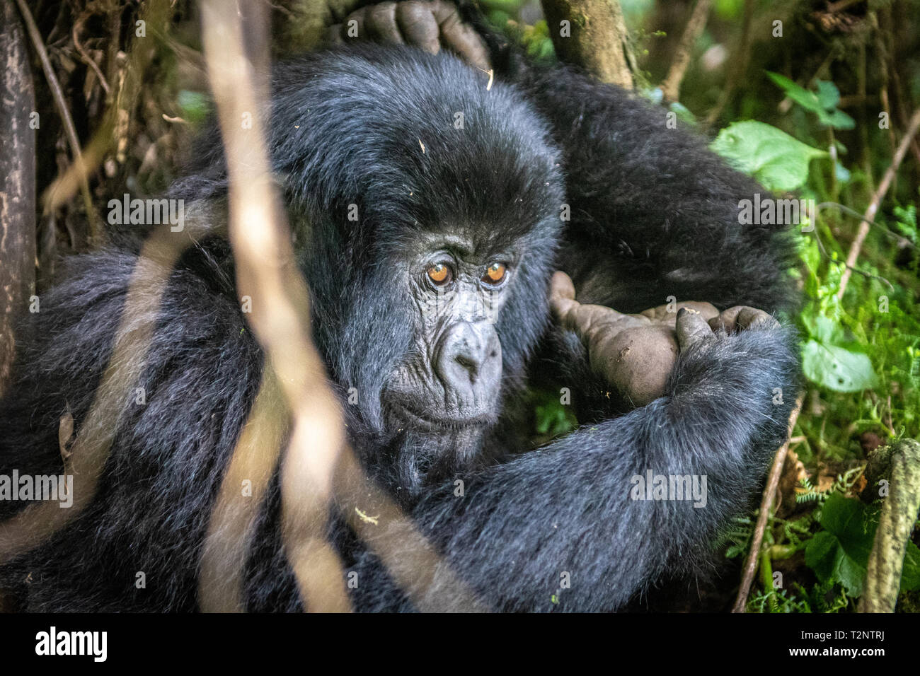 Gorilla di Montagna (Gorilla beringei beringei) del gruppo Muhoza , nel Parco Nazionale dei Vulcani Virunga, la gamma della montagna , il Rwanda . Foto Stock