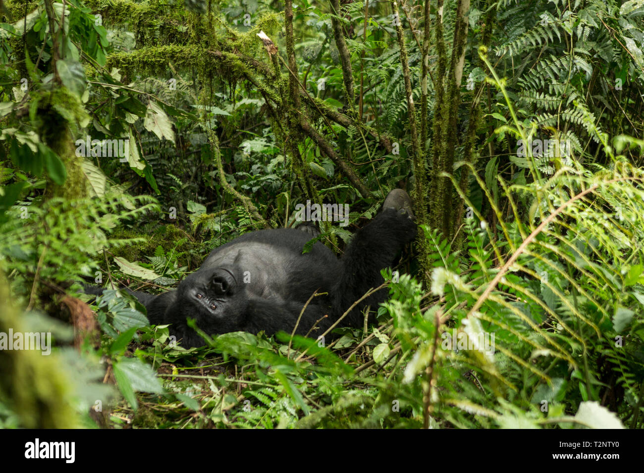 Gorilla di Montagna giacente su di esso la schiena tra di sottobosco, ritratto, Foresta impenetrabile di Bwindi, Uganda Foto Stock
