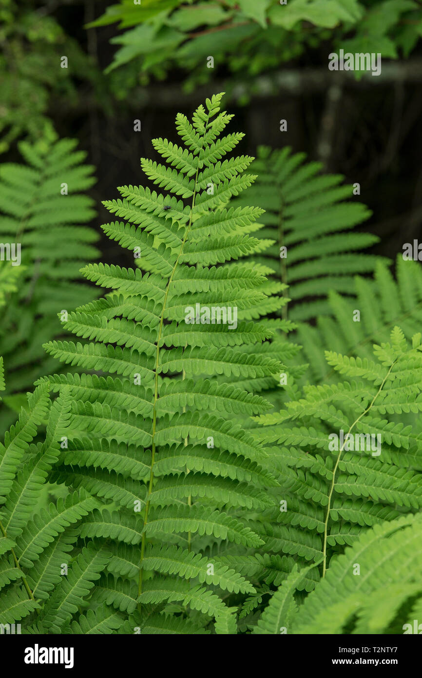 Legno gigante di felci, Dryopteris, Hollis, NH. Cresce in umido boschi ombreggiati, umido e banche di ruscello con astragalo piste. Il suolo è ricco di humus e circumneutral. Foto Stock