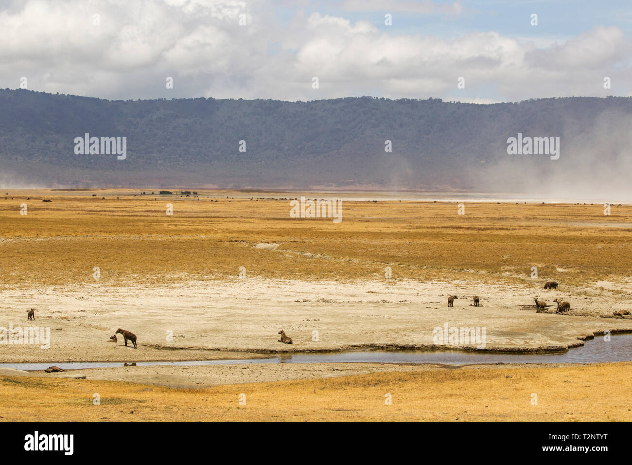 Paesaggio con spotted hyaena (crocuta crocuta), il cratere di Ngorongoro, Ngorongoro Conservation Area, Tanzania Foto Stock
