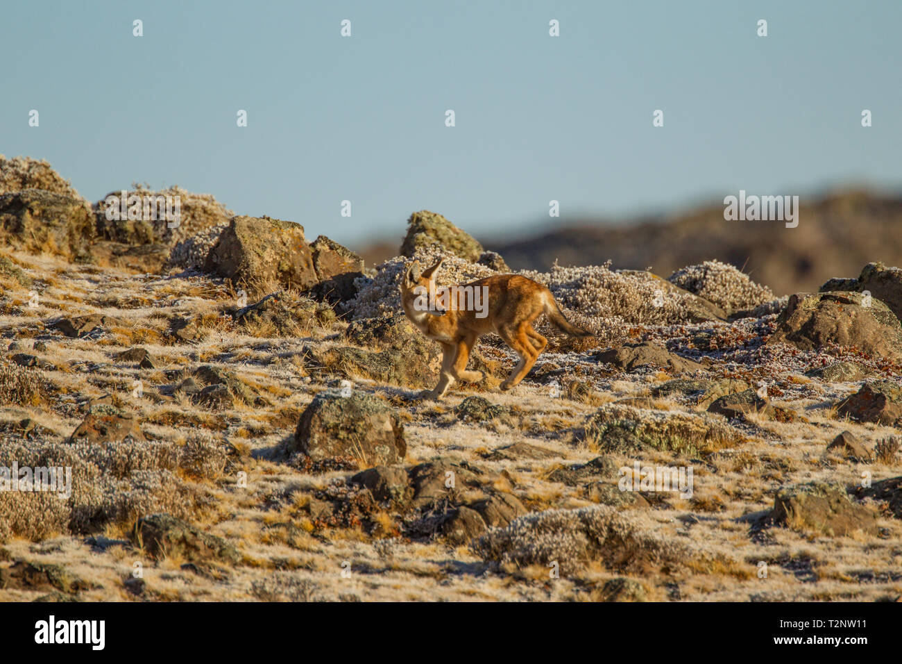 Lupo etiope (anis simensis) guardando indietro dal colle roccioso, Sanetti Plateau, montagne di balle, Etiopia Foto Stock