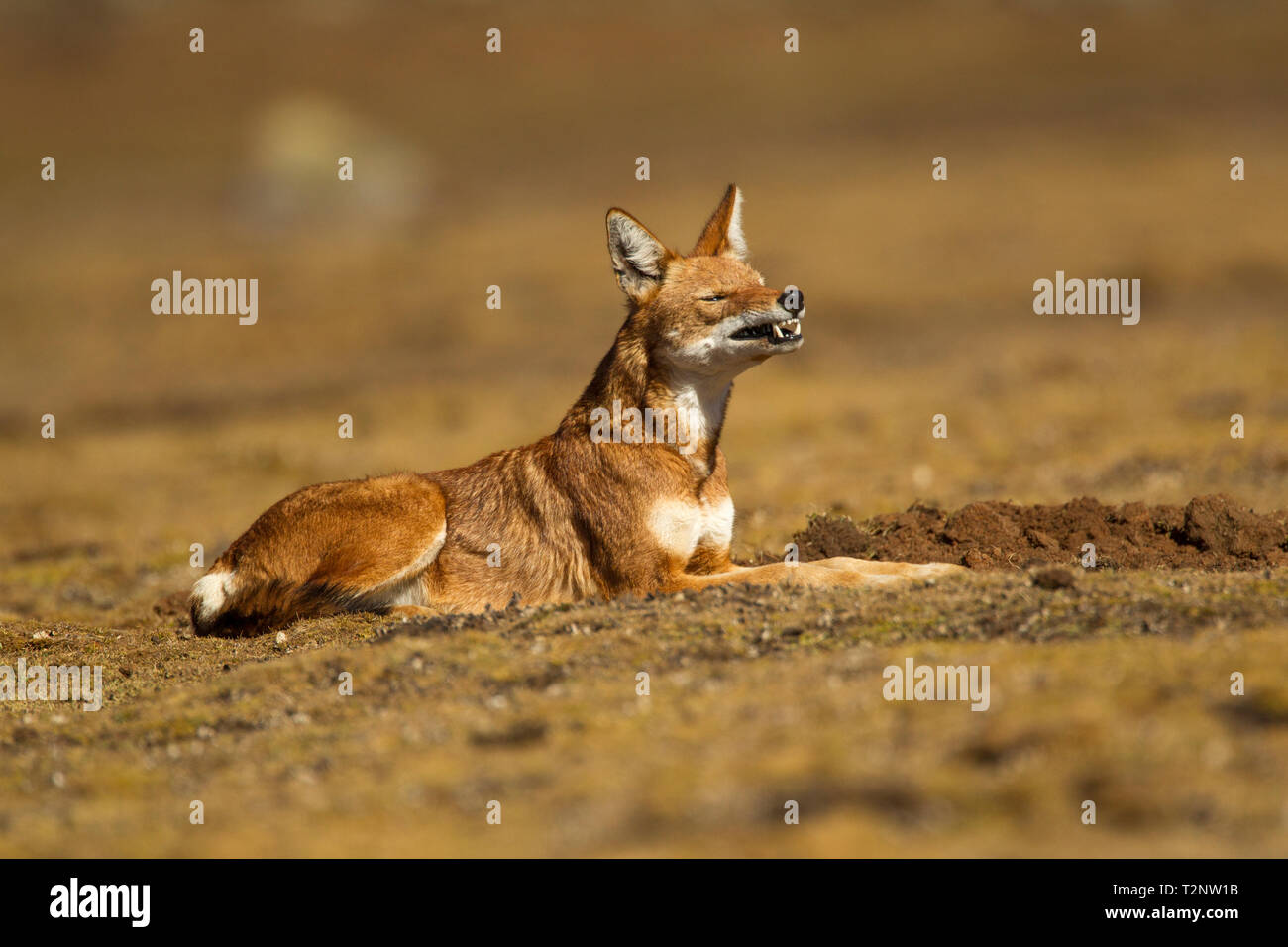 Lupo etiope (anis simensis) sdraiato, Sanetti Plateau, montagne di balle, Etiopia Foto Stock