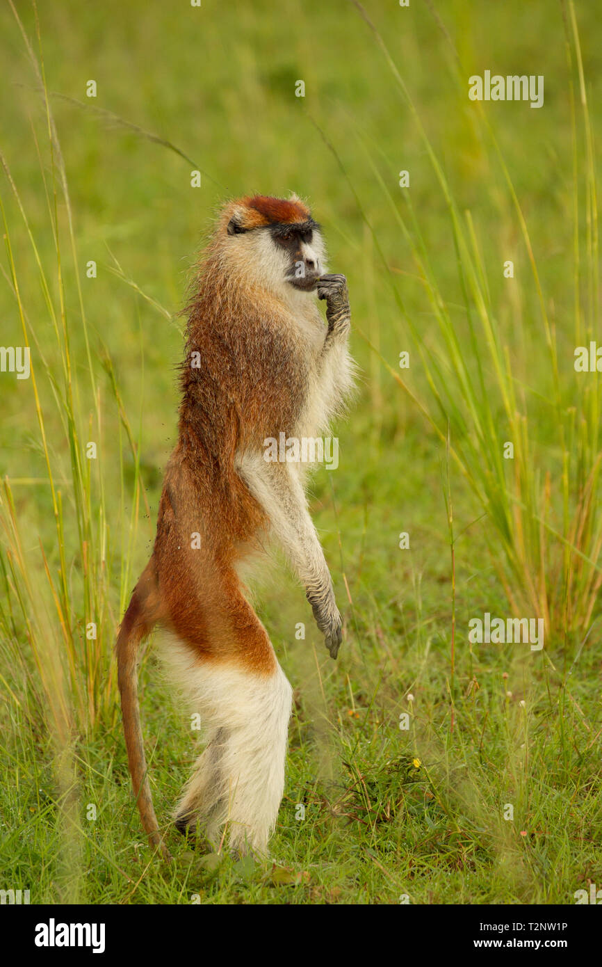 Patas Monkey (erythrocebus patas) in piedi sulle zampe posteriori, ritratto, Murchison Falls National Park, Uganda Foto Stock