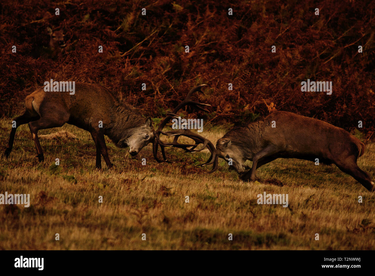 Stags a Glenfield Lodge Park, Leicestershire, Regno Unito Foto Stock