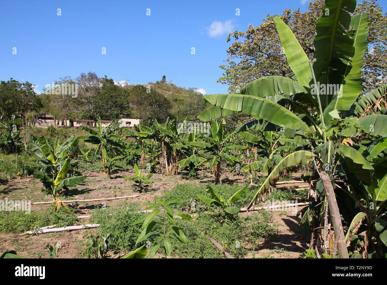 Santiago de Cuba - banana grove, agricoltura cubana e agricoltura Foto Stock