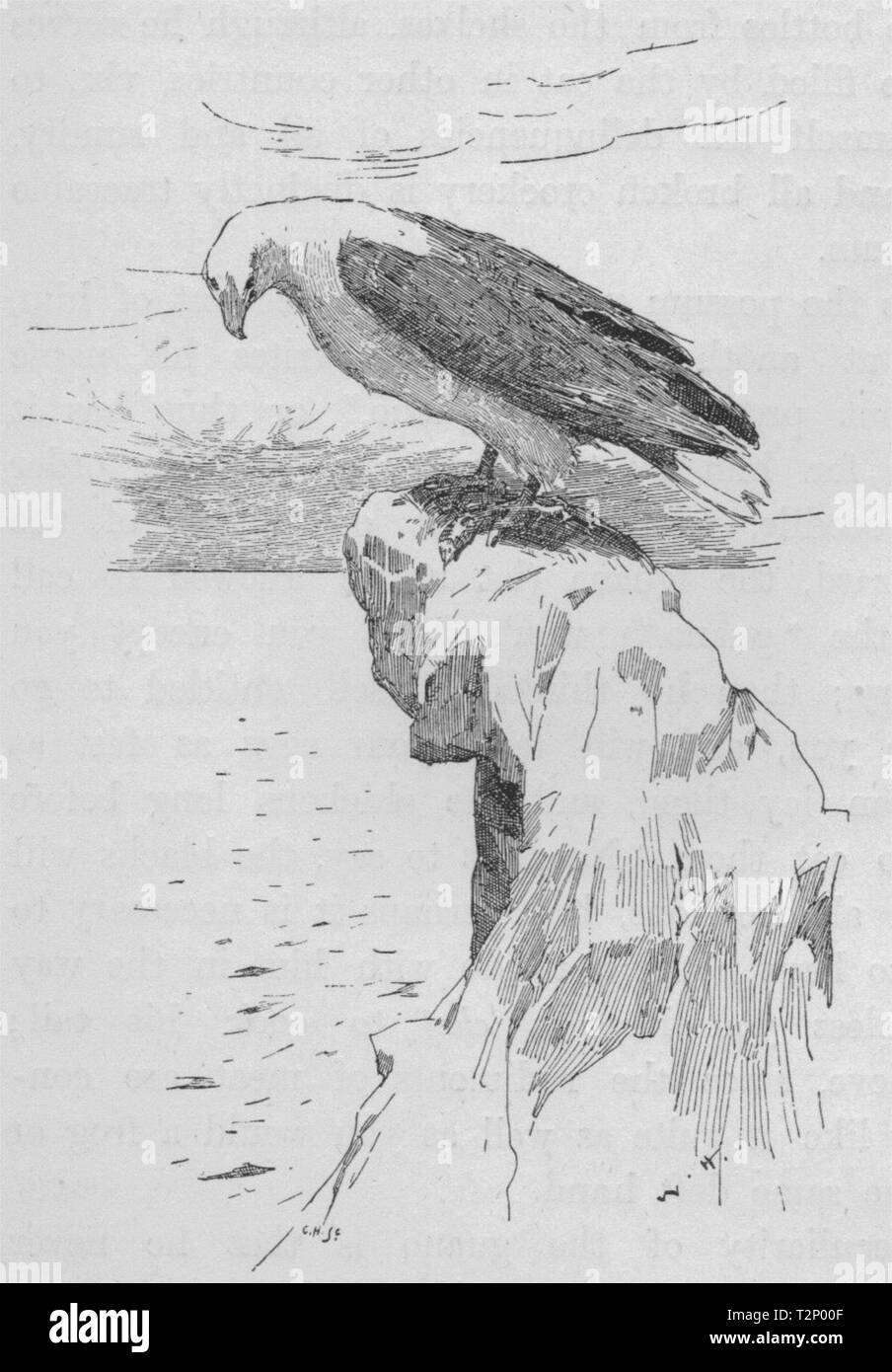 Bianco-gonfiato aquila del mare. Australia 1890 antica vintage delle immagini di stampa Foto Stock
