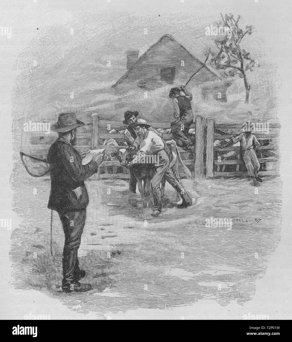 Cogliendo un vitello per il Branding. Australia 1890 antica vintage delle immagini di stampa Foto Stock