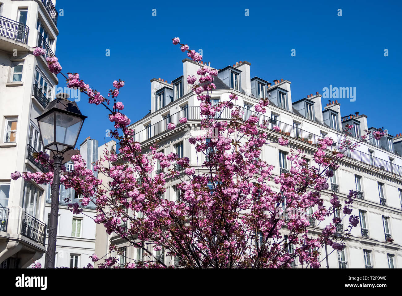 La fioritura dei ciliegi in Primavera a Parigi, Francia Foto Stock