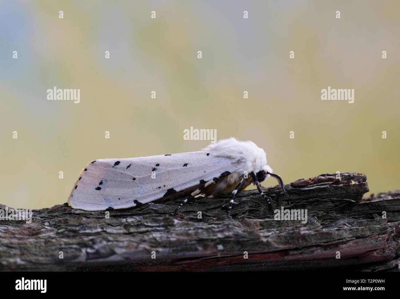 Una Palude Salata moth in appoggio sulla corteccia di albero rivolto verso destra con una natura pulita in background. Questo è un maschio come ha più punti punteggiato di quelle delle femmine. Foto Stock