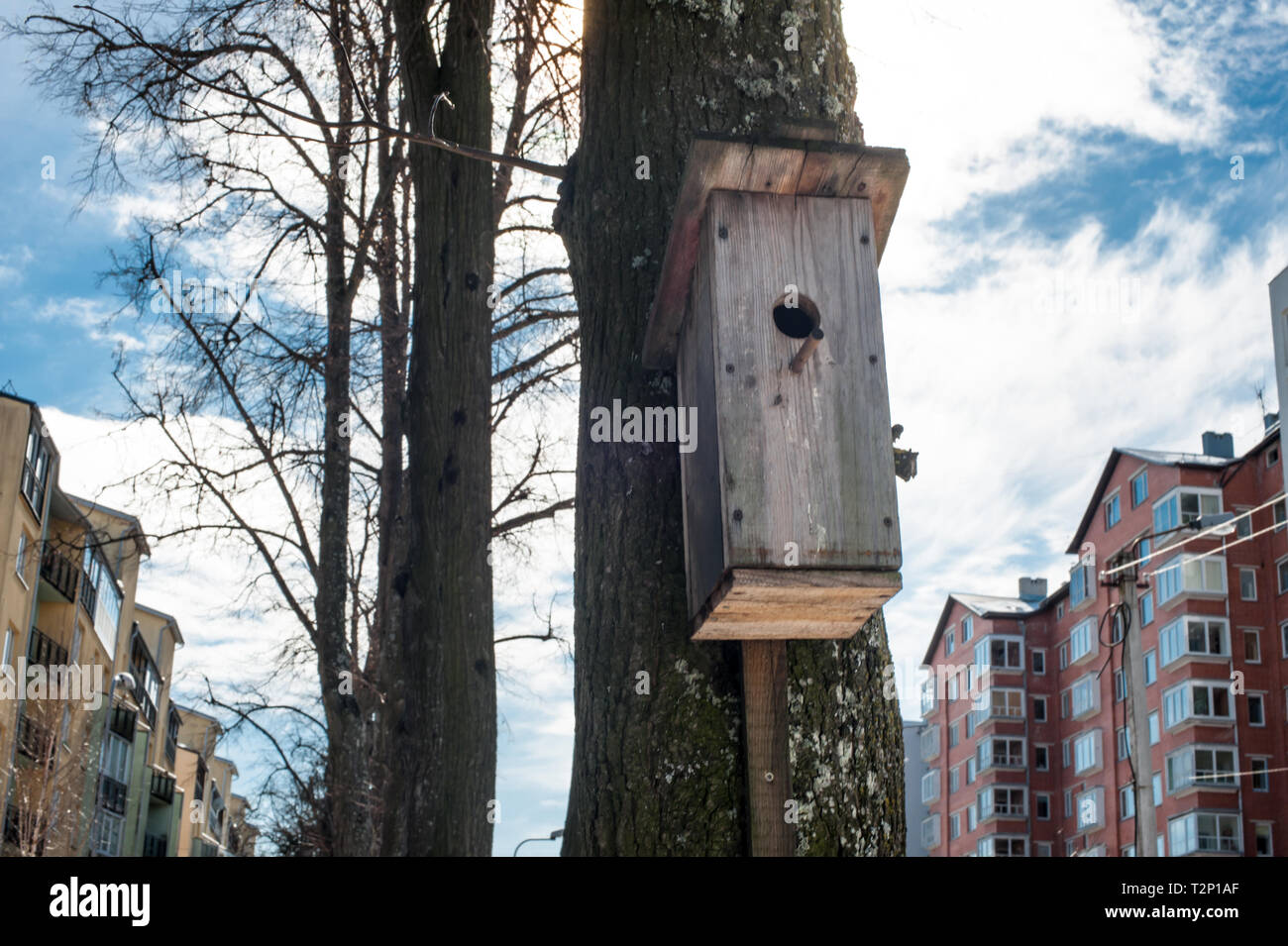 Un urbano, città interna birdbox al tempo primaverile. Foto Stock