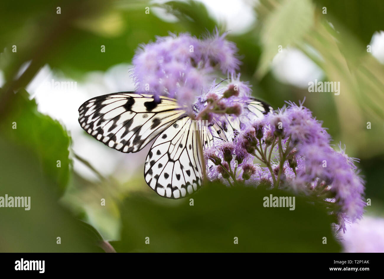 Aquilone di carta - Grande albero nymph butterfly Foto Stock