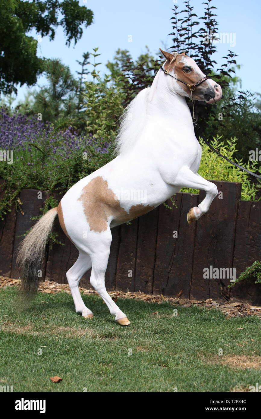 Skewbald American miniatura cavallo rampante in giardino Foto Stock