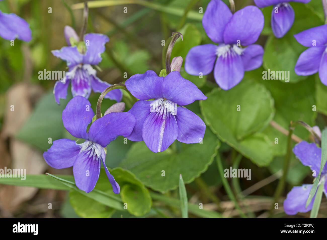 Un gruppo di cane violette (Viola riviniana) in un cimitero di Londra a fine marzo. Foto Stock