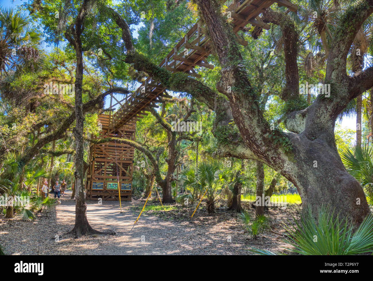 La tettoia a piedi ponte di sospensione di attrazione turistica in Myakka River State Park in Sarasota Florida, albero, alberi Foto Stock