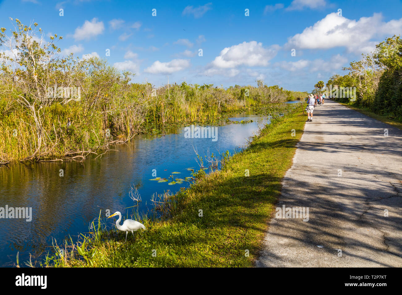 Shark zona di valle del parco nazionale delle Everglades della Florida negli Stati Uniti Foto Stock