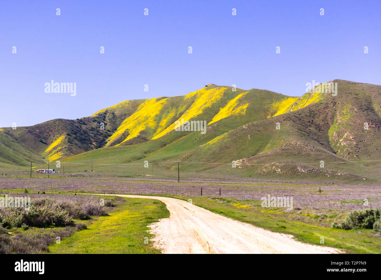 Strada sterrata che conduce alle montagne coperte di fiori selvatici durante un super bloom, Carrizo Plain monumento nazionale, centrale CaliforniaCarrizo Plain Nazione Foto Stock