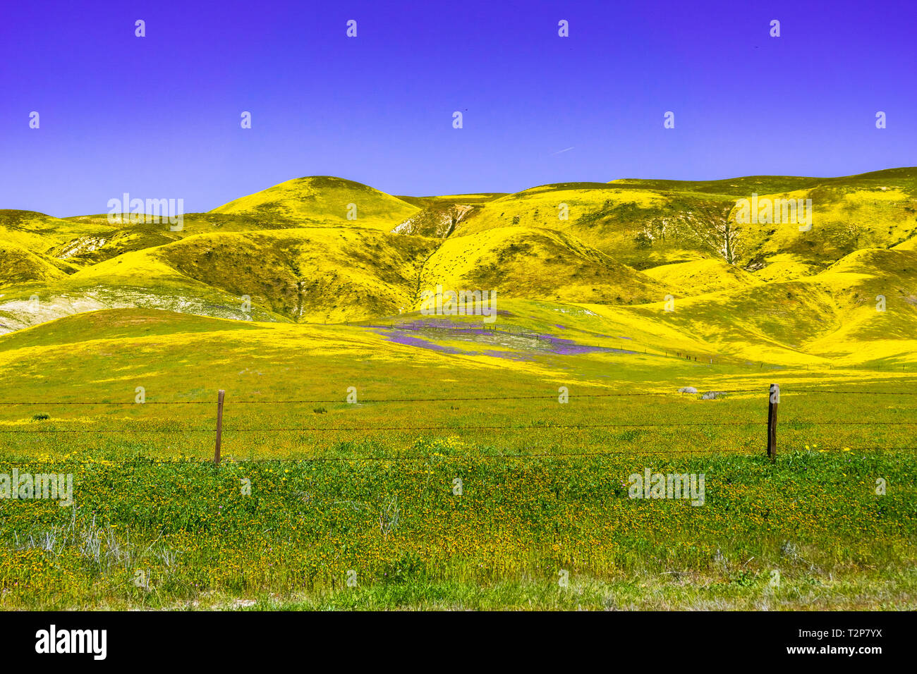 Campi e montagne coperte di fiori selvatici durante un super bloom, Carrizo Plain monumento nazionale, California Centrale Foto Stock