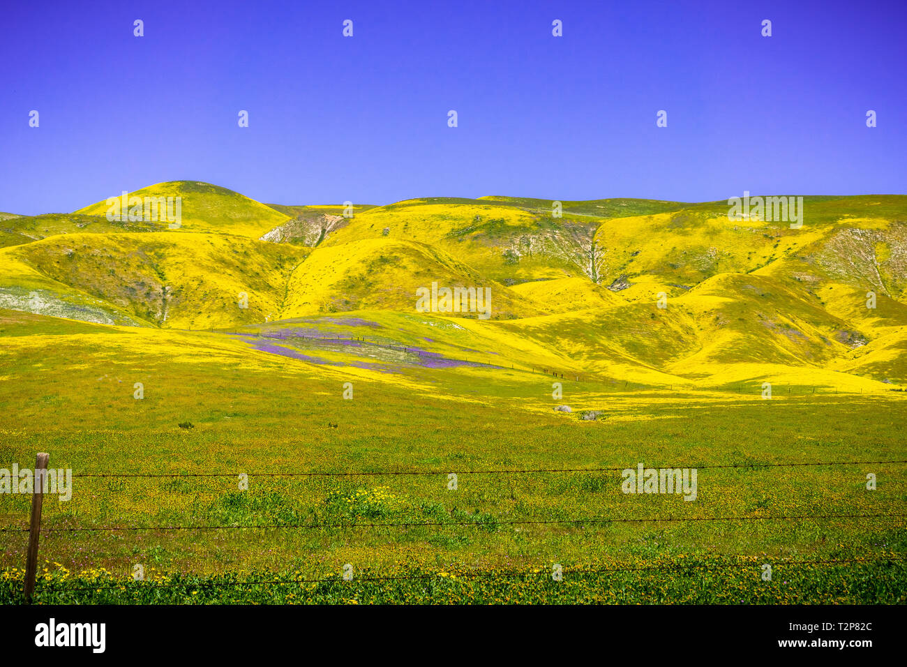 Campi e montagne coperte di fiori selvatici durante un super bloom, Carrizo Plain monumento nazionale, California Centrale Foto Stock