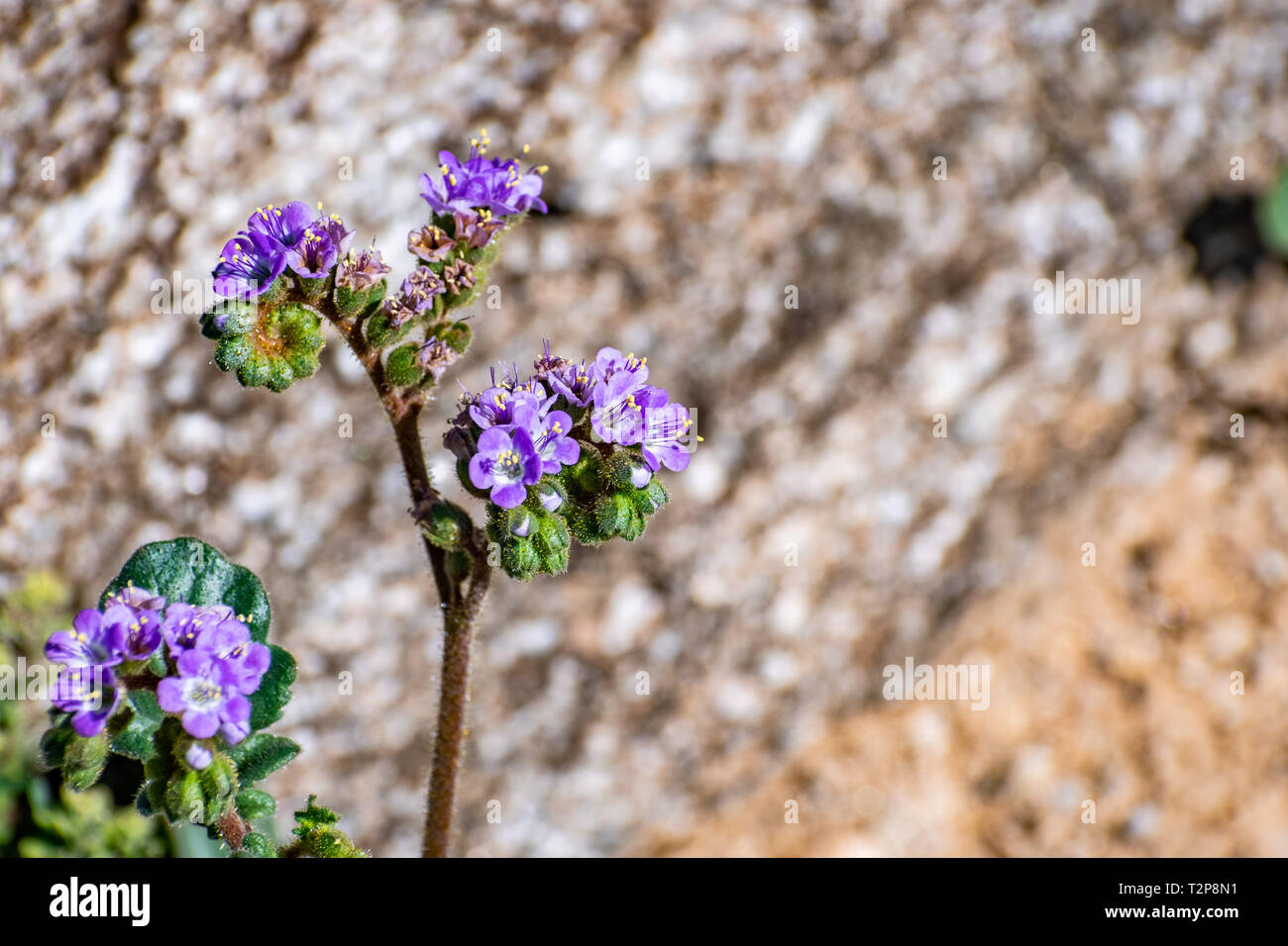 Close up Phacelia (Phacelia crenulata) di fiori selvaggi che fiorisce in Anza Borrego Desert State Park, San Diego County, California Foto Stock