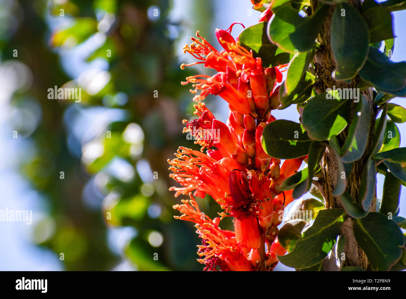 Close up Ocotillo (Fouquieria splendens) fiori selvatici, Anza Borrego Desert State Park, California Foto Stock